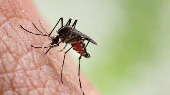 Un mosquitos sobre la piel. Un mosquitos sobre la piel.