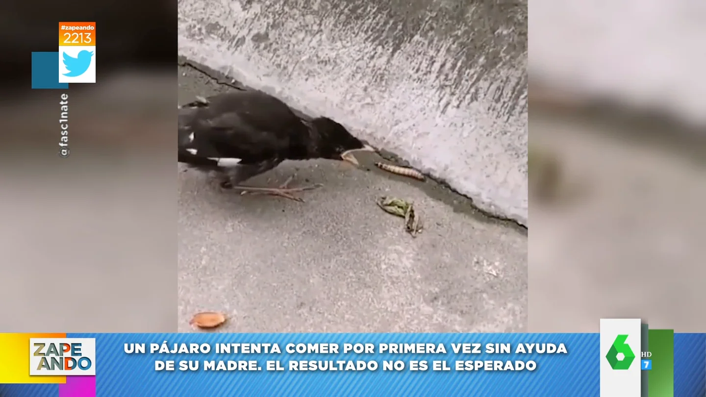 Pájaro que abre la boca esperando que le salte el gusano Pájaro que abre la boca esperando que le salte el gusano