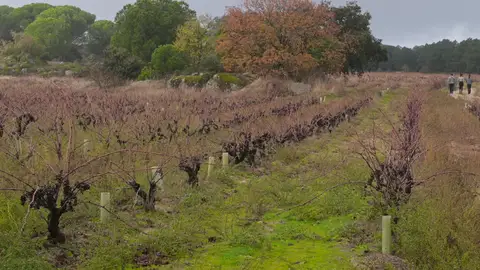 Viñedos de Madrid. Viñedos de Madrid.