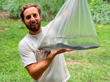 Investigador sostiene un pez pulmonado sudamericano