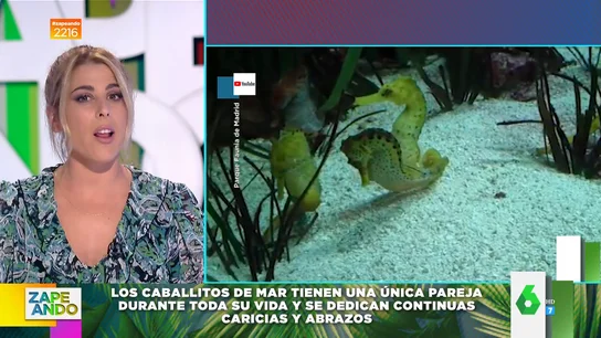 De Cristina Pedroche a Íñigo Onieva: los zapeadores reflexionan sobre las relaciones monógamas De Cristina Pedroche a Íñigo Onieva: los zapeadores reflexionan sobre las relaciones monógamas