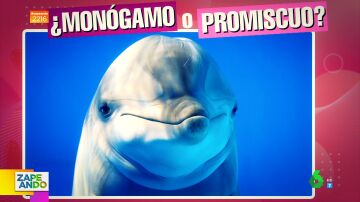 ¿Monógamo o promiscuo? El juego sobre la sexualidad de los animales al que juegan en Zapeando