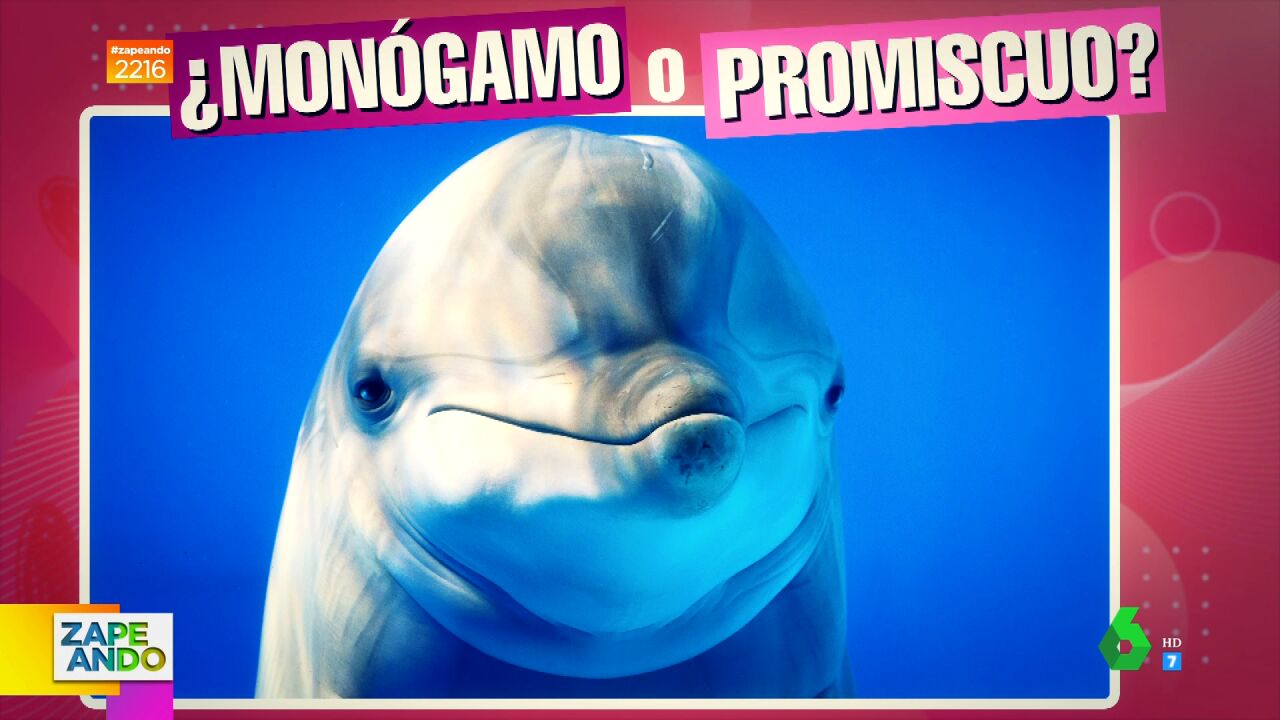 ¿Monógamo o promiscuo?: El divertido juego sobre la sexualidad de los animales que enfrenta a los zapeadores 