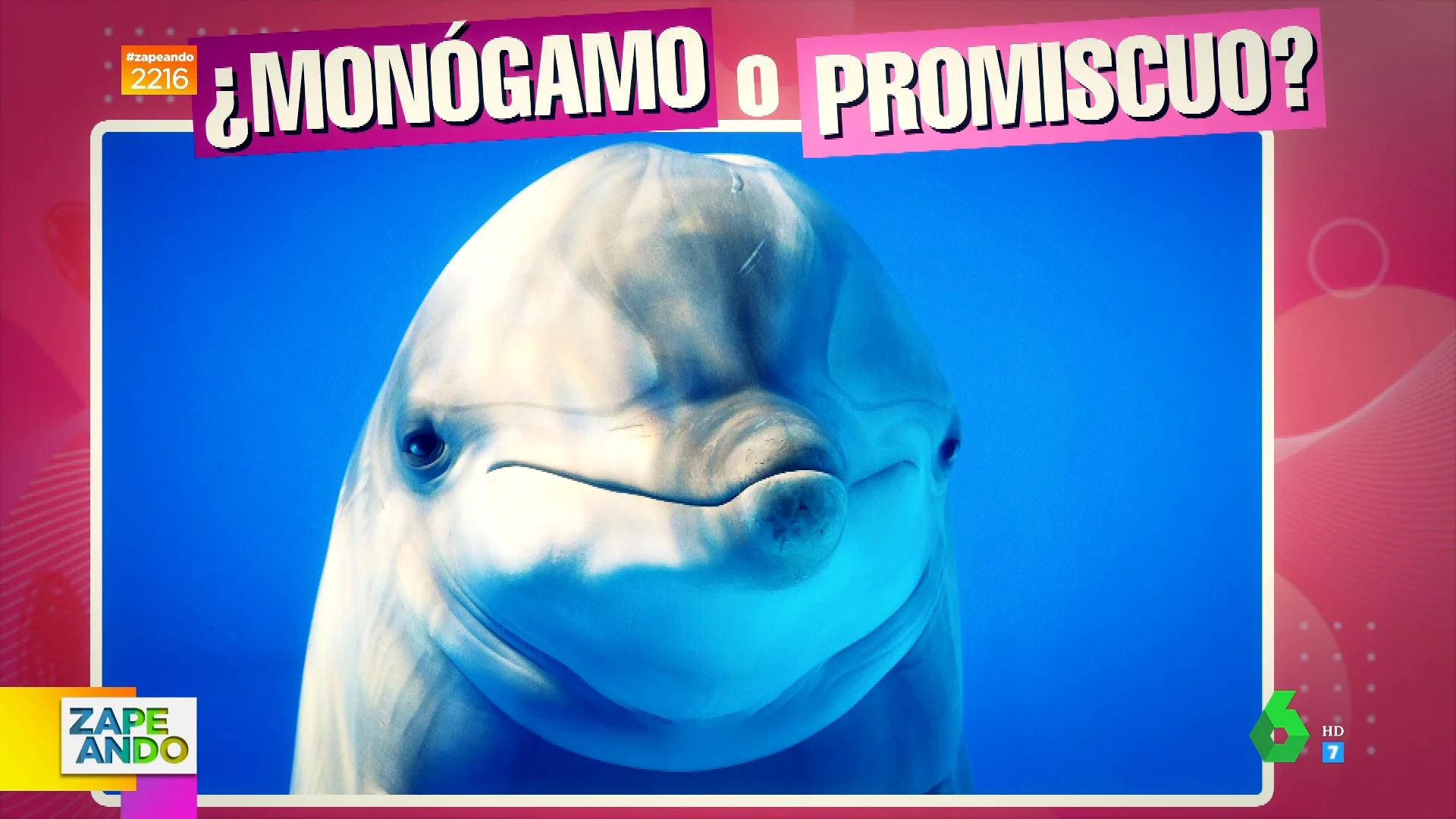 ¿Monógamo o promiscuo? El juego sobre la sexualidad de los animales al que juegan en Zapeando