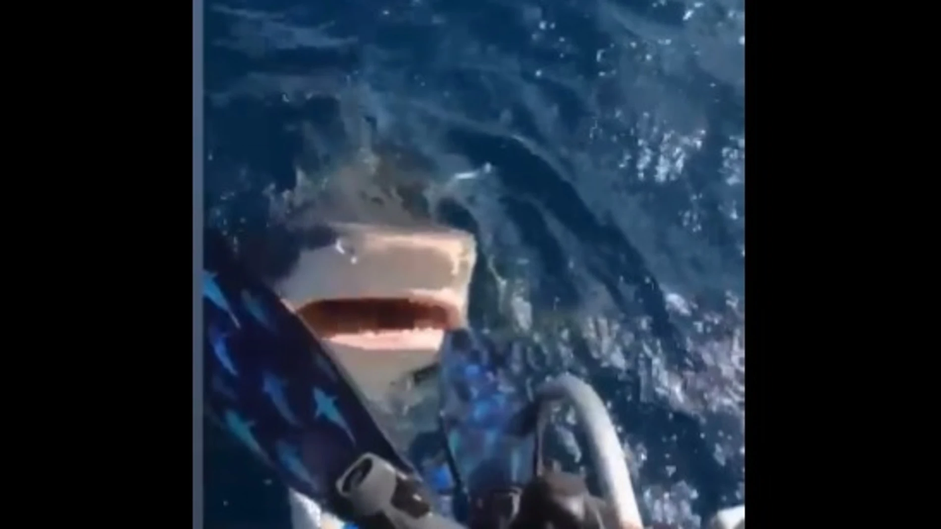 El terrorífico intento de ataque de un tiburón a una bucedora