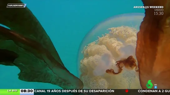 Descubren una gigantesca medusa en aguas de Gibraltar Descubren una gigantesca medusa en aguas de Gibraltar