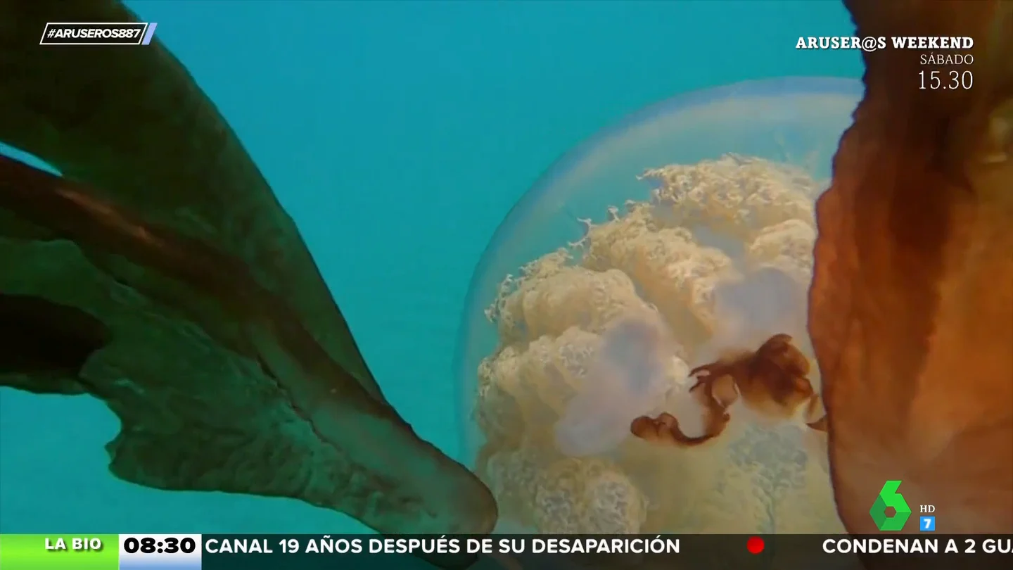 Descubren una gigantesca medusa en aguas de Gibraltar Descubren una gigantesca medusa en aguas de Gibraltar