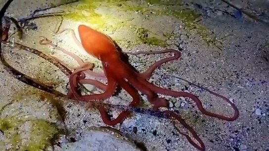 Un compuesto del veneno de pulpo australiano podría “ralentizar significativamente” el crecimiento del melanoma Un compuesto del veneno de pulpo australiano podría “ralentizar significativamente” el crecimiento del melanoma