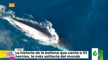 La triste historia de la ballena Whalien 52