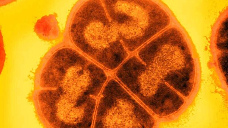 Las bacterias podrían sobrevivir bajo la superficie de Marte hasta 280 millones de años