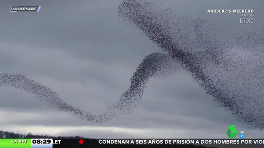 El baile de los estorninos dibuja siluetas en el cielo: Evelyn Segura nos da la explicación científica El baile de los estorninos dibuja siluetas en el cielo: Evelyn Segura nos da la explicación científica