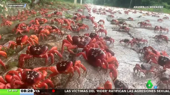 La migración de los cangrejos rojos australianos obliga a cortar la circulación de esta población La migración de los cangrejos rojos australianos obliga a cortar la circulación de esta población
