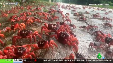 La migración de los cangrejos rojos australianos obliga a cortar la circulación de esta población
