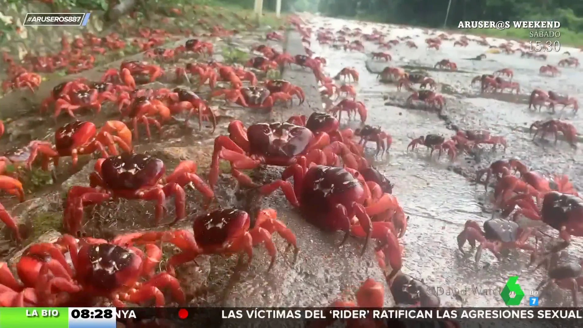 La migración de los cangrejos rojos australianos obliga a cortar la circulación de esta población