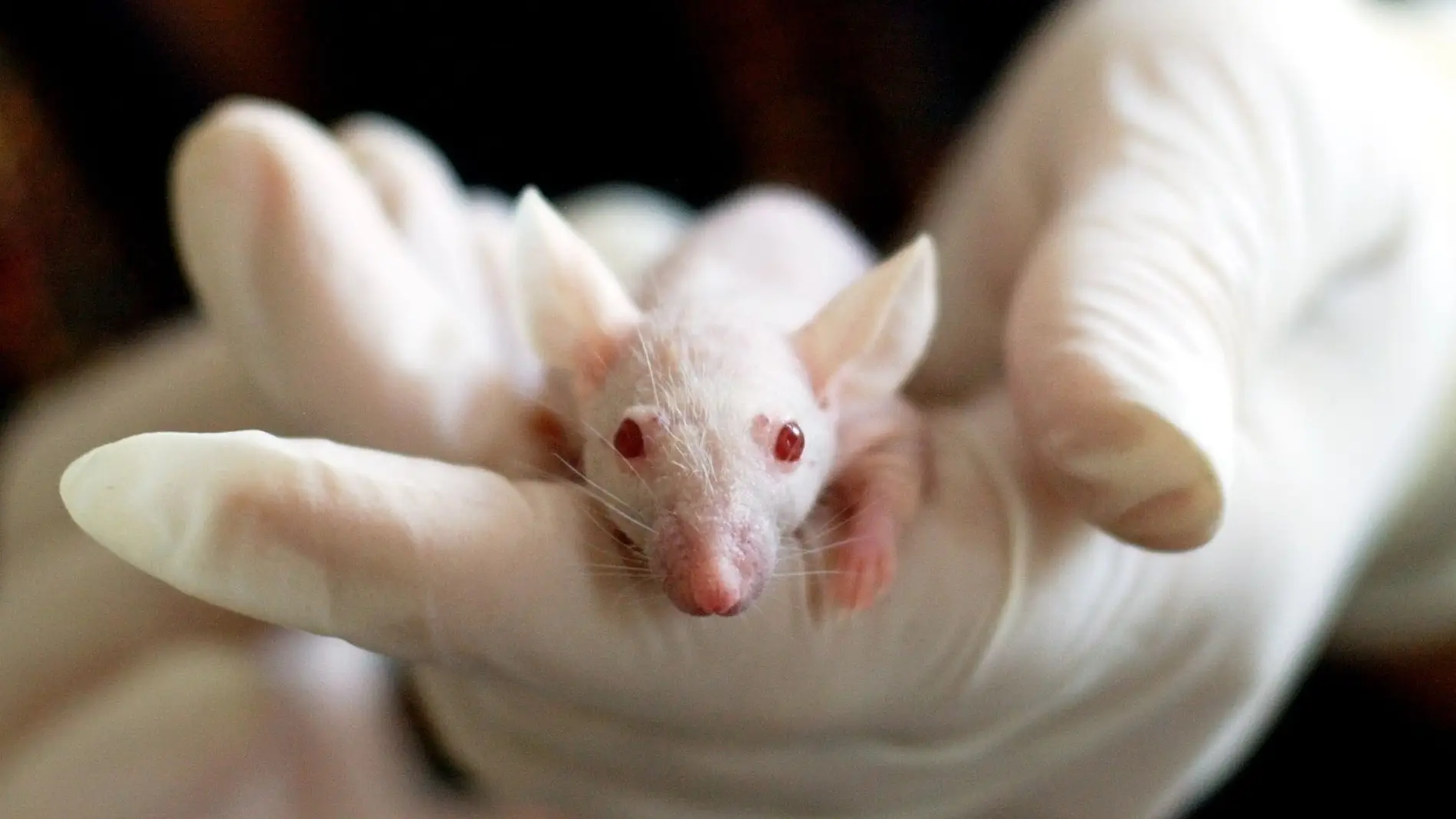 Los ratones avatares tienen cada vez más importancia en la medicina personalizada 