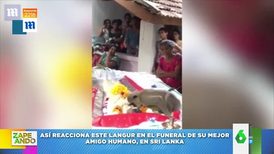 Vídeo viral de un mono despidiéndose de su humano en un funeral Vídeo viral de un mono despidiéndose de su humano en un funeral