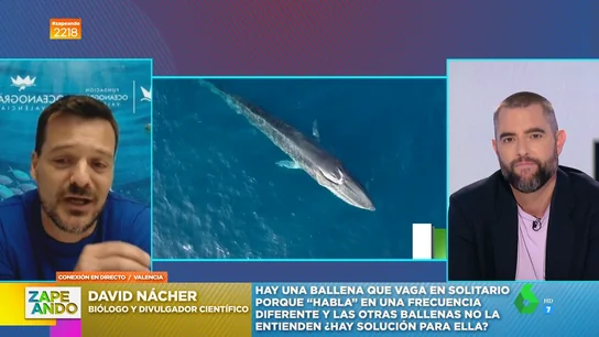 ¿Existe la ballena Whalien 52? ¿Existe la ballena Whalien 52?