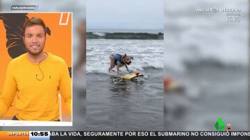 Así es el curioso Campeonato mundial de surf para perros de California