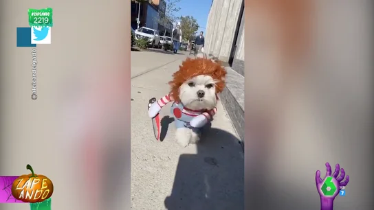 Vídeo viral de un perro disfrazado de Chucky Vídeo viral de un perro disfrazado de Chucky