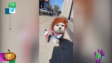 Vídeo viral de un perro disfrazado de Chucky