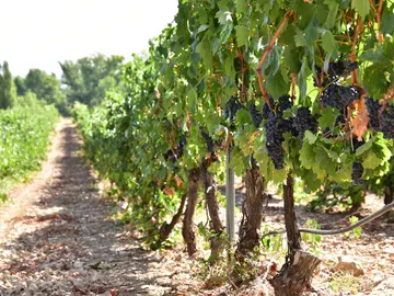 Viñedo en España Viñedo en España