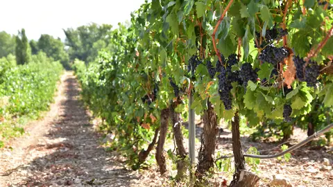 Viñedo en España Viñedo en España