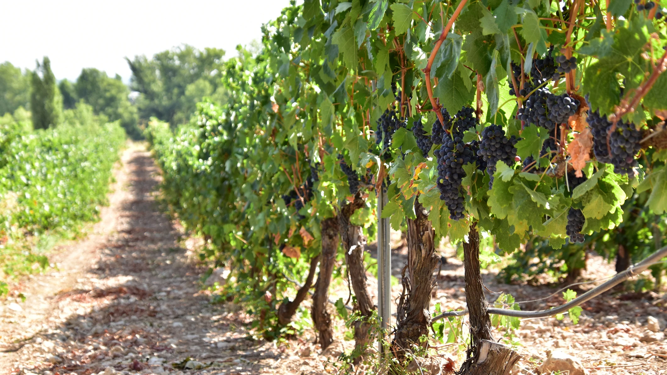 Viñedo en España Viñedo en España