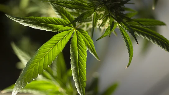 ¿Legalizarías la marihuana? ¿Legalizarías la marihuana?