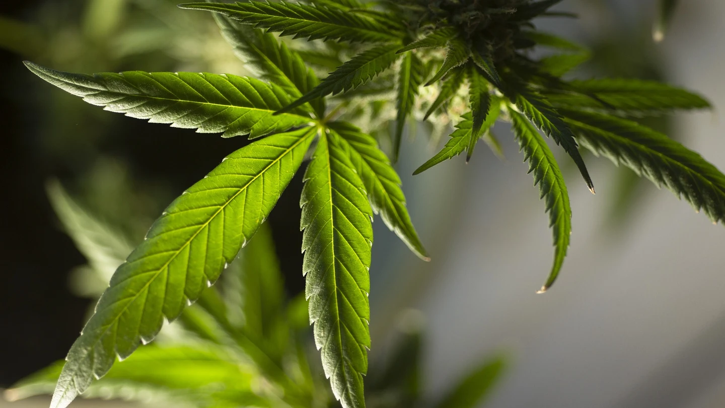 ¿Legalizarías la marihuana? ¿Legalizarías la marihuana?