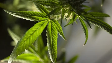 ¿Legalizarías la marihuana?