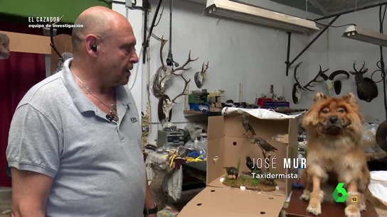"Para algunos son animales muertos, pero para mí es una obra de arte": la opinión de un taxidermista sobre una gran colección de especies disecadas hallada en Valencia "Para algunos son animales muertos, pero para mí es una obra de arte": la opinión de un taxidermista sobre una gran colección de especies disecadas hallada en Valencia