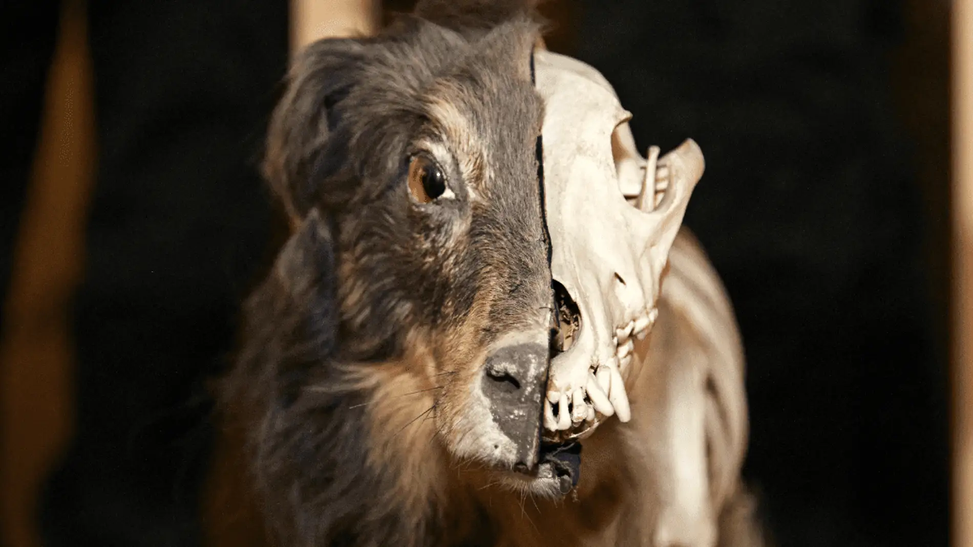 Los mamíferos sociales y herbívoros evolucionaron más rápido Los mamíferos sociales y herbívoros evolucionaron más rápido