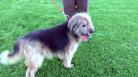 ¿Cuánto es delito atropellar una mascota? Mascota en un parque con correa