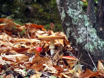 Noviembre tiene Sabor Micológico en Coria, es tiempo de setas Noviembre tiene Sabor Micológico en Coria, es tiempo de setas