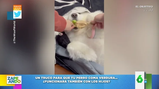 El truco para conseguir que tu perro coma verdura El truco para conseguir que tu perro coma verdura