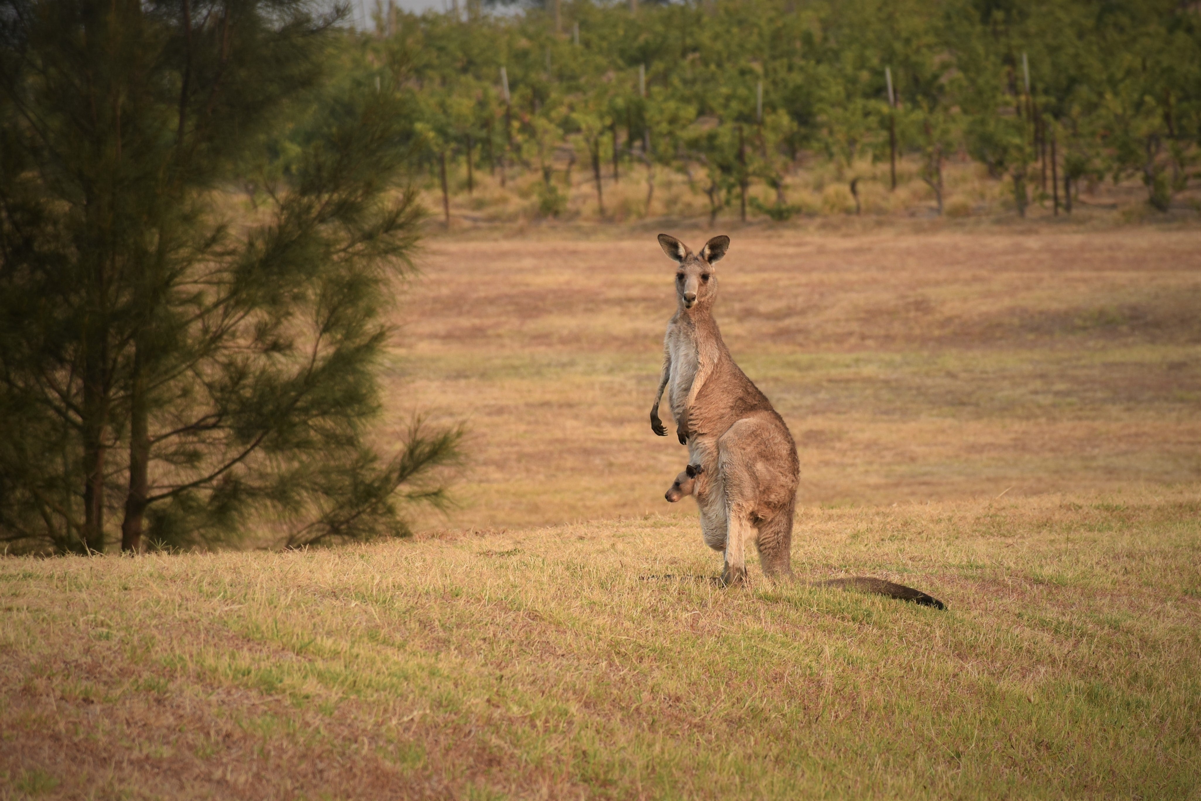 marsupio canguro