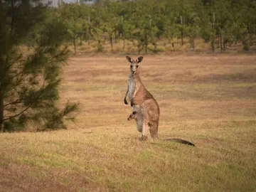 Canguro con su cría en el marsupio Canguro con su cría en el marsupio