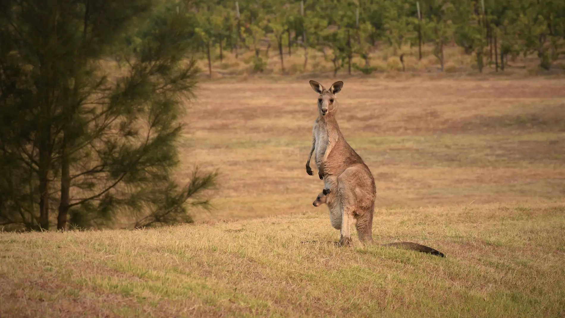 Canguro con su cría en el marsupio