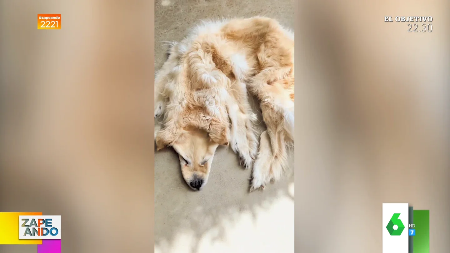 Así acaricia una familia la alfombra que se han hecho con su perro muerto Así acaricia una familia la alfombra que se han hecho con su perro muerto