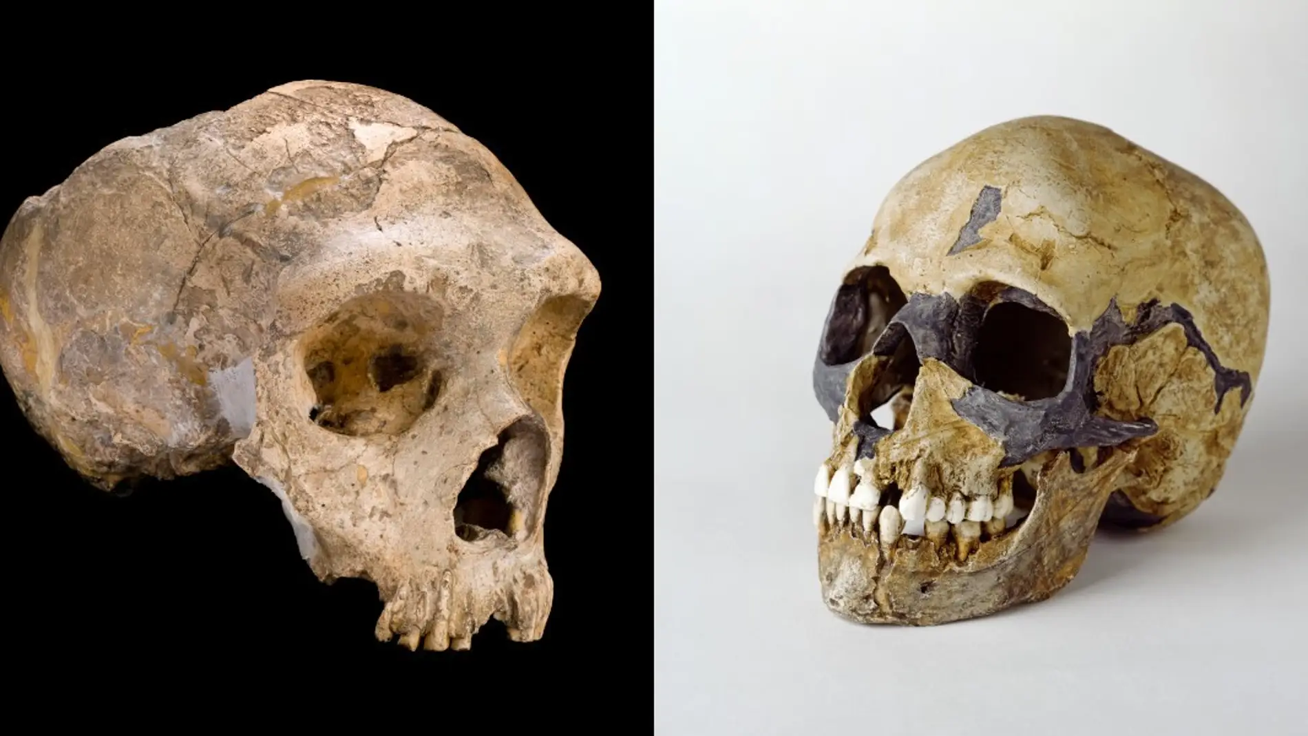 neandertales, sexo, humanos