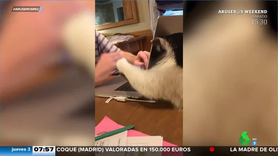 El gato aburrido que no deja teletrabajar a su dueño El gato aburrido que no deja teletrabajar a su dueño