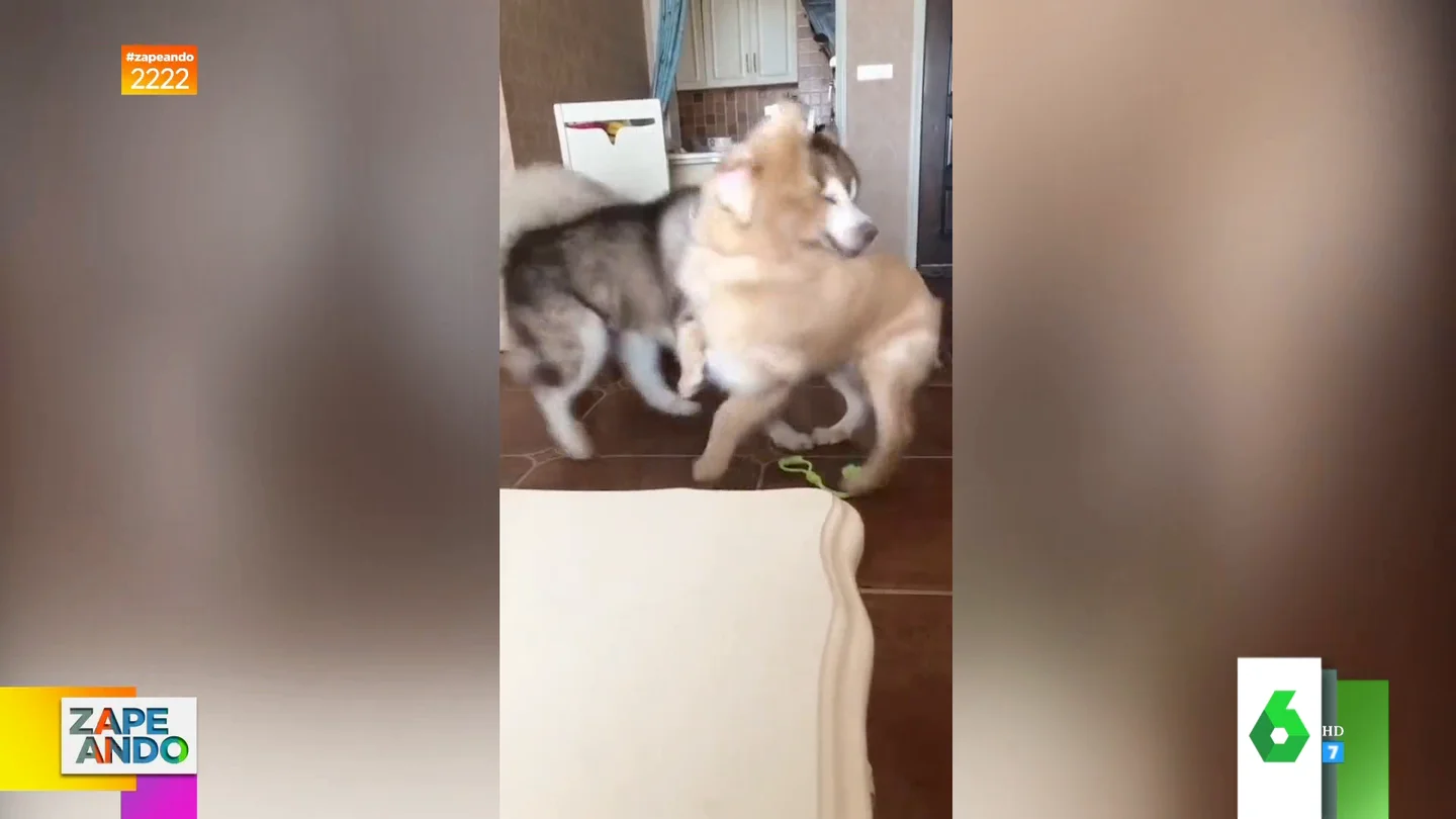 Vídeo viral de un gato abofeteando a un perro Vídeo viral de un gato abofeteando a un perro