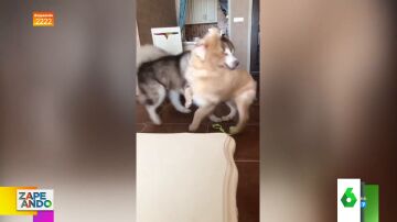 Vídeo viral de un gato abofeteando a un perro