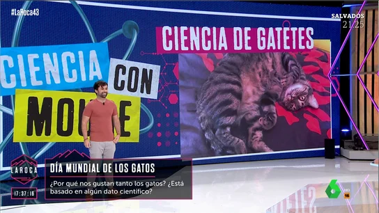 LA ROCA - CIENCIA GATOS LA ROCA - CIENCIA GATOS