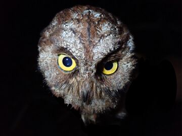 La nueva especie de búho 'Otus bikegila'