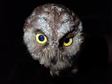La nueva especie de búho 'Otus bikegila' La nueva especie de búho 'Otus bikegila'