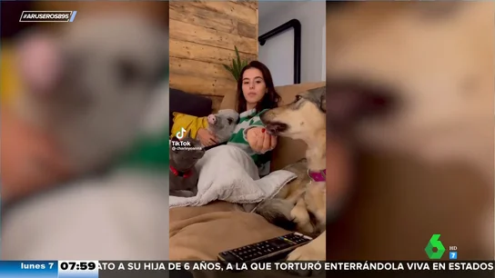 Cuando compartes tarde de sofá, peli, manta y palomitas con tu perro, tu gato y tu cerdo Cuando compartes tarde de sofá, peli, manta y palomitas con tu perro, tu gato y tu cerdo