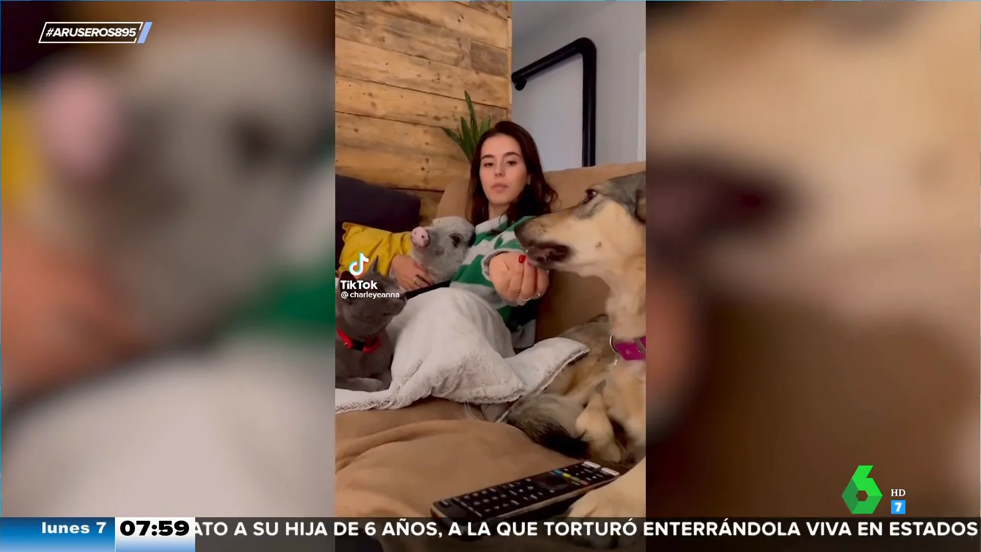 Cuando compartes tarde de sofá, peli, manta y palomitas con tu perro, tu gato y tu cerdo