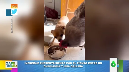 Vídeo viral de la pelea entre una gallina y un perro por el pienso Vídeo viral de la pelea entre una gallina y un perro por el pienso
