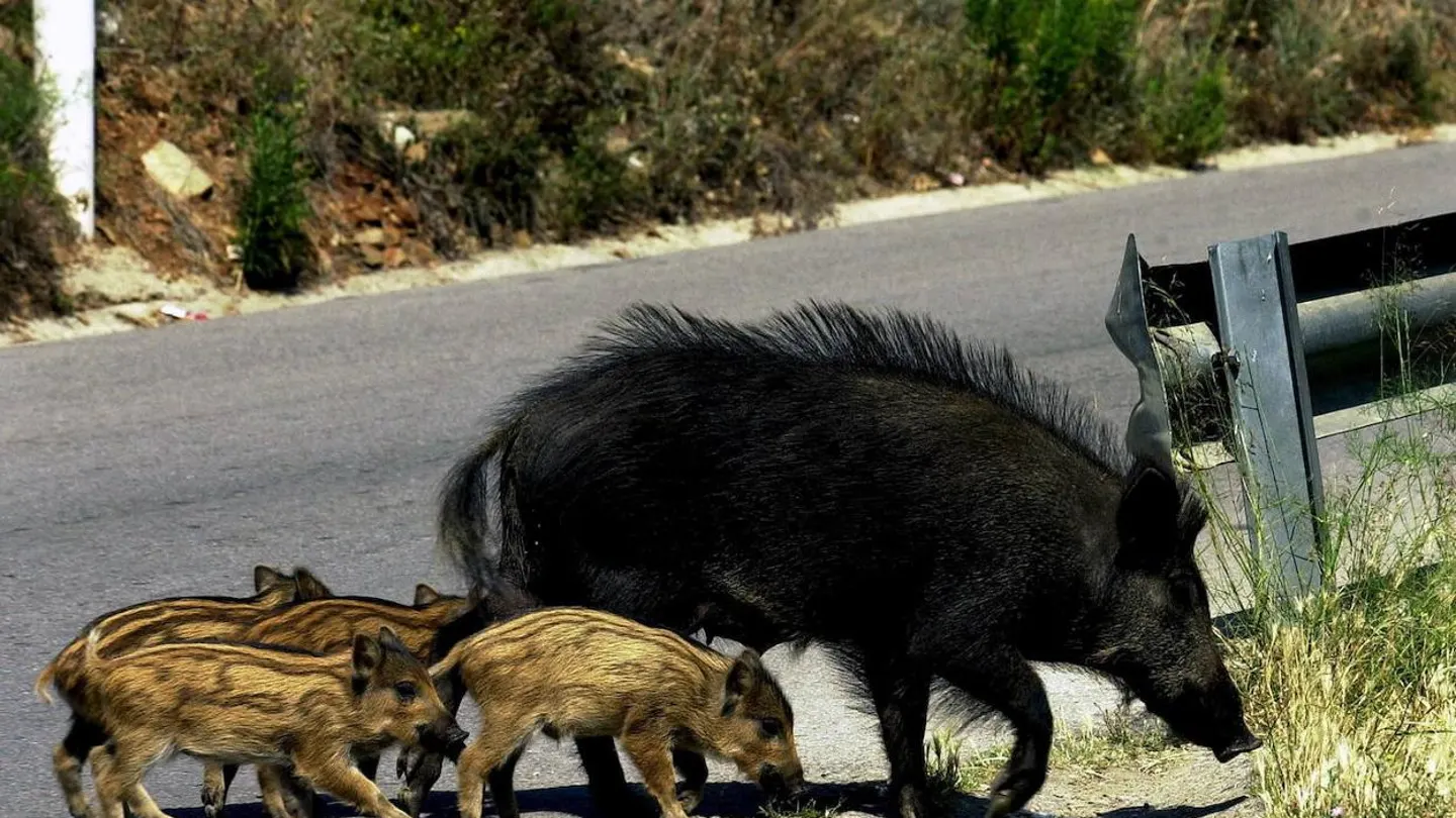 Un grupo de jabalíes en una carretera JABALÍES